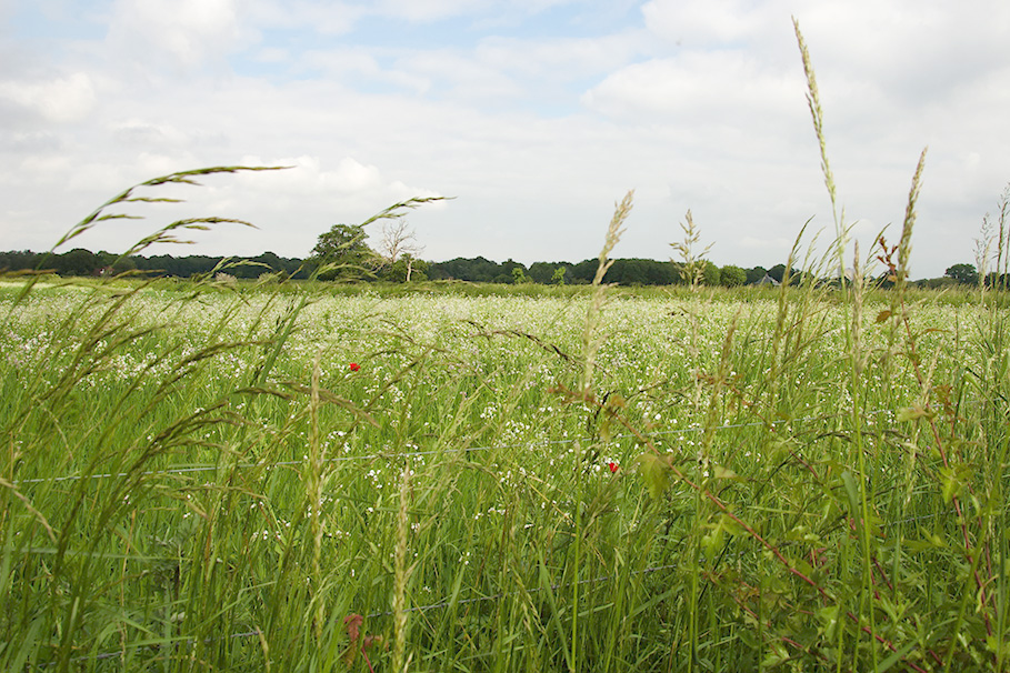 Herder met kleine wolkjes